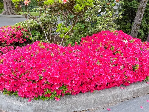 Japanese azalea (Rhododendron japonicum) is decidious shrub growing to 2m. Hardy to zone 5. Flowers April to May.